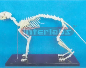 BIG CAT SKELETON MODEL