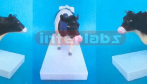 COW MODEL