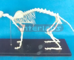 CAT SKELETON MODEL WITH PLASTIC STAND