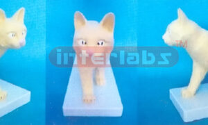 CAT MODEL