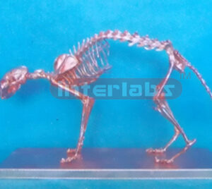COPPERIZED CAT SKELETON MODEL WITH BASE