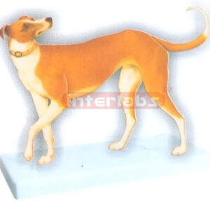 DOG MODEL