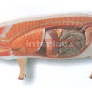 HANGING ANATOMICAL MODEL OF THE PIG