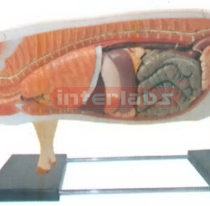 ANATOMY MODEL OF PIG WITH BASE