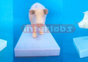 PIG MODEL