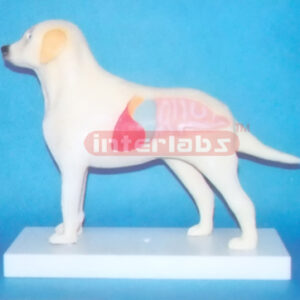 ELECTRON LIGHTING DOG ANATOMICAL DEMONSTRATION MODEL