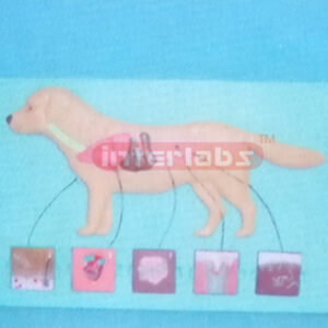 CANINE PATHOLOGIES MODEL FOR DEMONSTRATING