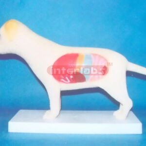 DOG ANATOMICAL MODEL