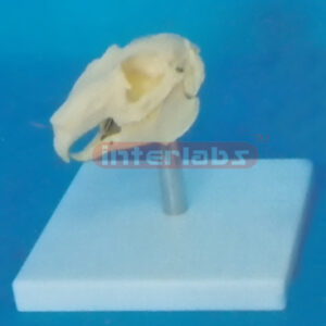 RABBIT SKULL MODEL WITH PLASTIC STAND