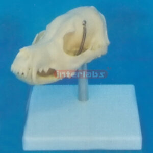 DOG SKULL MODEL WITH PLASTIC STAND