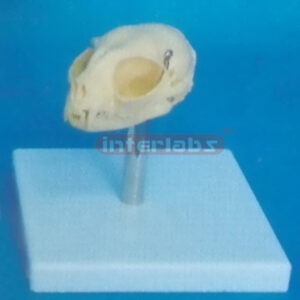 CAT SKULL MODEL WITH PLASTIC STAND