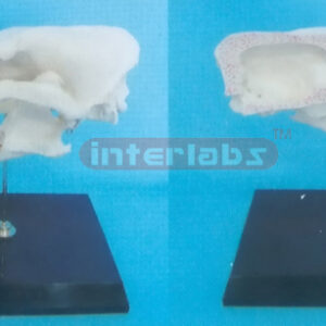 DOG HALF SKULL MODEL WITH PLASTIC STAND