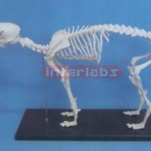 DOG SKELETON MODEL WITH PLASTIC STAND