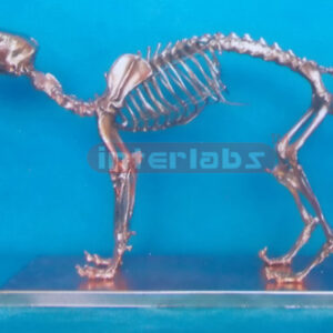 COPPERISED DOG SKELETON MODEL WITH BASE
