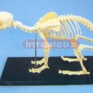DOG SKELETON MODEL WITH PLASTIC STAND