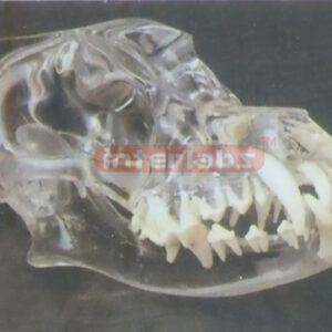 TRANSPARENT CANINE SKULL MODEL
