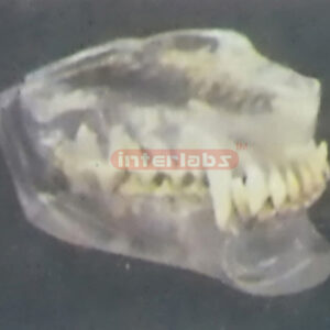 TRANSPARENT CANINE JAWS MODEL