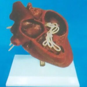 HEARTWORM DISEASE MODEL OF A DOG (OR CAT)