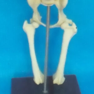 DOG MORBIDITY LUMBAR VERTEBRAE, HIP JOINT AND FEMUR BONE MODEL WITH PLASTIC STAND