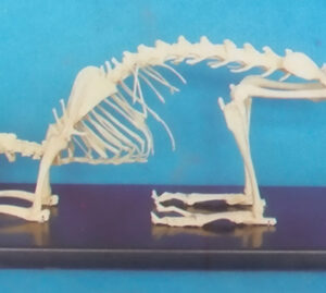 RABBIT SKELETON MODEL WITH PLASTIC STAND