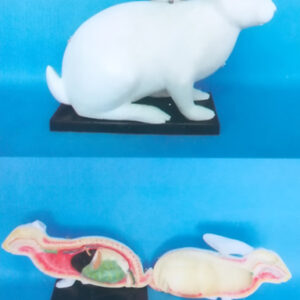 ANATOMICAL MODEL OF BIG RABBIT