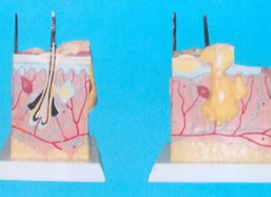 CANINE SKIN ANATOMICAL MODEL