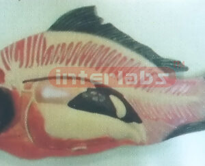 HANGING FISH ANATOMICAL MODEL