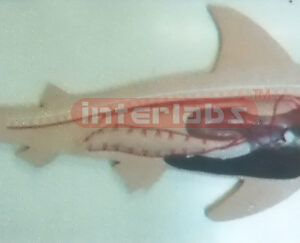 HANGING SHARK ANATOMICAL MODEL