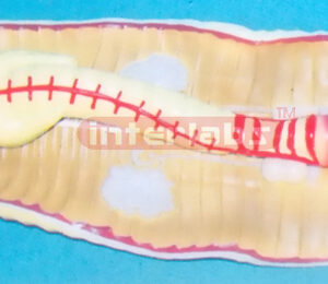 ANATOMICAL & MAGNIFIED EARTHWORM MODEL