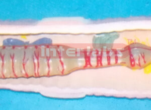 ANATOMICAL & MAGNIFIED EARTHWORM MODEL