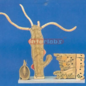 ANATOMICAL MODEL OF THE HYDRA