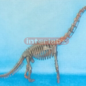 DRAGON MODEL