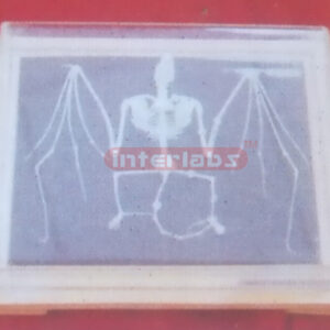 BAT SKELETON