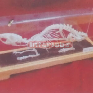 RAT SKELETON