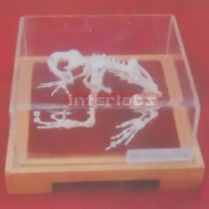 TOAD SKELETON