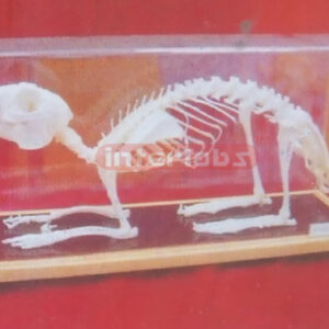 RABBIT SKELETON