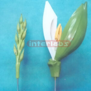 A MODEL OF THE WHEAT FLOWER (B TYPE)
