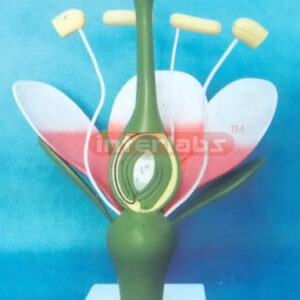 TYPICAL DICOT FLOWER MODEL (PEACH FLOWER)