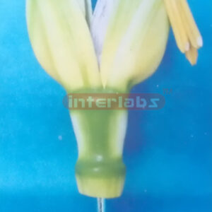 TYPICAL MONOCOT FLOWER 25 TIMES