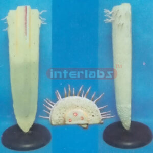 PLANT DICOT ANATOMICAL TOP MODEL