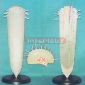 PLANT MONOCOT ANATOMICAL TOP MODEL