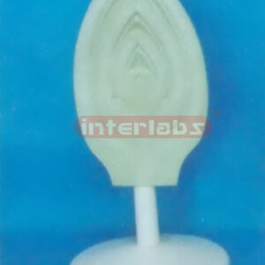 MODEL OF THE APICAL BUD
