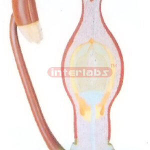 ANGIDSPERM FERTILIZATION MODEL