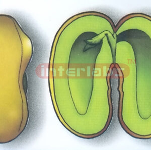 DICOTYLEDON BEAM SEED MODEL