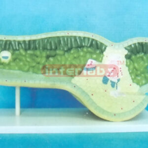 GIANT ANATOMICAL MODEL OF LEAF STRUCTURE