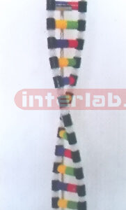 DNA STRUCTURE