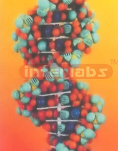 EXTRA SPHERE DNA DOUBLE HELIX MODEL