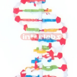 MIDDLE DNA DOUBLE HELIX MODEL