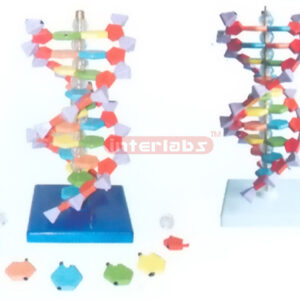 SMALL DNA DOUBLE HELIX MODEL