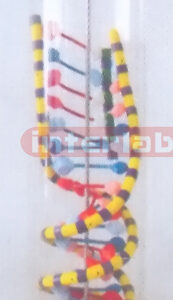 DELUXE DNA-MODEL